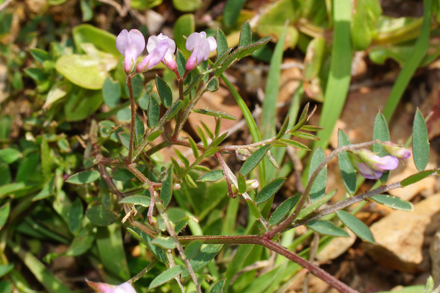 Vicia disperma / Veccia a due semi